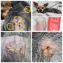 경상1번약국 | 사마귀 피지낭종 표피낭종 제거 수술 가격 비용 후기, 아시아 수의 피부과 전문의 (AiCVD) 노령견 노견...