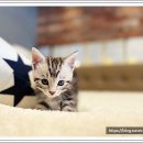 광주강아지분양 고양이분양 24시 데려가개본점 이미지