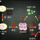 매운고추 몇가지 효능 이미지