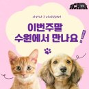 실버캣 | “수원펫페어에서 만나는 프리미엄 사료✨아카나 바운티풀 캐치캣 급여 후기 &amp; 특별 혜택 안내”