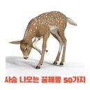 재미있는 꿈해몽 이미지