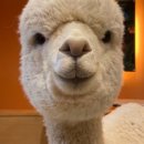 테이블에이 놀이터 이미지