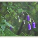 금강고을 이미지