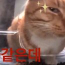 우레 이미지