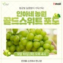 -영천신활력-인아네농원 H몰 골드스위트 샤인머스켓 라이브커머스에서 만나요! (9월 10일 오후 4시)