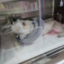 스머프동물병원 이미지