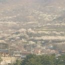 매화랜드 이미지