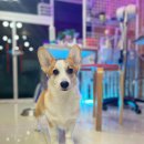 BG독케어센터 이미지