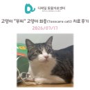 흙먹는고양이 | 광명 동물병원) 고양이 “부찌“ 고양이 회충(Toxocara cati) 감염 치료 후기