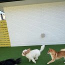 헬로우버디 판교밸리점 이미지