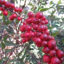 애련축산 | 조경기능사 필기시험대비, 동양의 조경양식