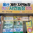 24시 아이스크림판매점 | 울산 북구 화봉동 계란•아이스크림 24시 무인 자연농장 무인계란할인점