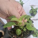 꽃과 식물로 정원가꾸기 | 정원 가꾸기 필수템 숙근사루비아 브니엘꽃농원에서 내돈내산 성공한 후기