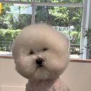 댕스베리 이미지