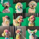 놀러오개 불로점 이미지