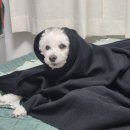 펫지살롱 이미지