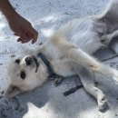 센티마르 이미지