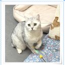 아이조아요양보호소 안양점 | 안양고양이보호소 ‘설명 방식’에서 신뢰가 갈렸어요