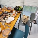 바비애견풀빌라 이미지