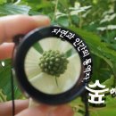 자연과숲 이미지