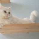 내방안 고양이 이미지