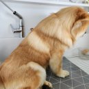 맡겨주개 이미지