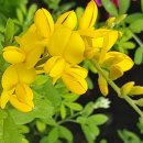 경화시장 이미지