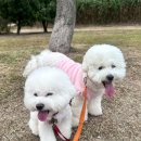 울산유치원 | 사회성과 활발함을 키워준 울산 삼산동 애견유치원 후기