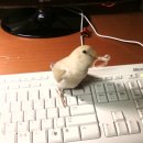 아롱다롱 이미지