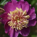 모란파크 이미지