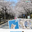 삼정자동차정비 | 2025 진해군항제 완벽정리 언제가야 벚꽃 볼수 있을까? 일정, 가수, 프로그램 총정리 + 3월 26일 개화...