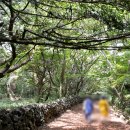 천년비자 이미지