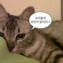 네일서아르