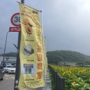일산4리 | 2022 파주 법원읍 해바라기 꽃밭 축제 다녀온 후기