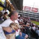 stadium of dogs 이미지