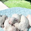 강아지분양 애견입양 아이러브독 수원점 말티푸미니비숑포메 | 강아지분양 애견입양 아이러브독 수원점 말티푸미니비숑포메 입양 후에도 관리 팁을 알려주는 든든한 곳