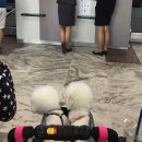 서쪽강생이 | 애견동반 제주여행 프롤로그