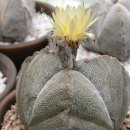 삼봉카 Daum카페