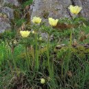 고산할미꽃 [alpine pasqueflower (Pulsatilla alpina)] 이미지