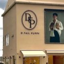 부산 강아지분양 디테일퍼피 이미지