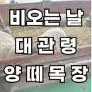 충만목장 | [평창여행코스]빗소리와 안개 속 힐링, 대관령 양떼목장