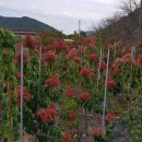 우리농장2 이미지