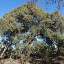 유카립투스(Eucalyptus) 이미지
