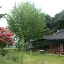 관수정 Daum카페