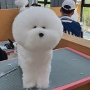 여리네멍멍묭실 이미지