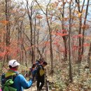 지리산 단풍비 이미지