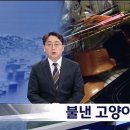 인덕션켜서 불낸 고양이들 이미지