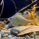 여울목 아쿠아 이미지