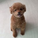 한샘리하우스거창 | 대구 한샘 33평 신혼집 리모델링 인테리어 비용, 완공, 랜선집들이 등 모든것!