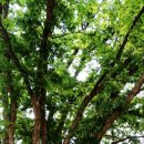 미스타페오 이미지